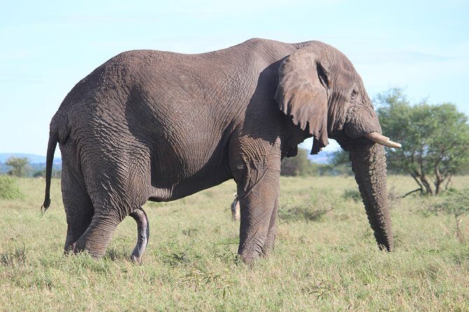 7-Day Premium Luxury Tanzania Safari All-Inclusive - Serengeti Arrival Day: Timing, Terrain, and Migration Context