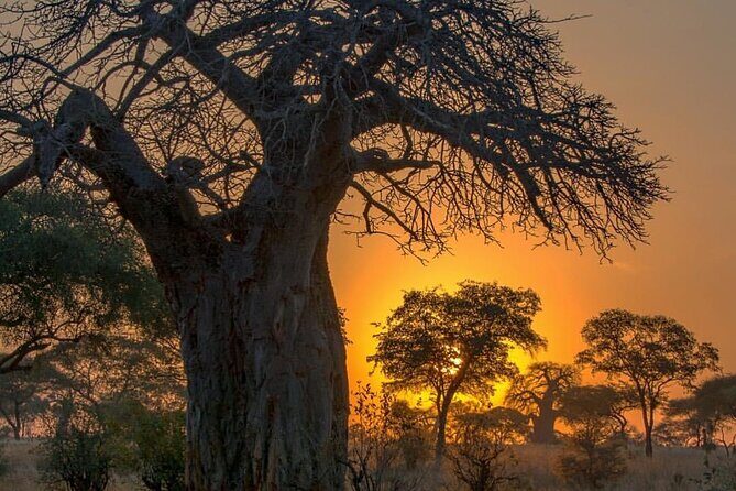 7-Day Private midrange Tour in Arusha with Airport Pickup - Key safari highlights you’ll care about
