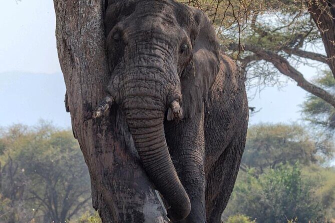7-Day Private midrange Tour in Arusha with Airport Pickup - Two full Serengeti days: more hours, better chances, real patience