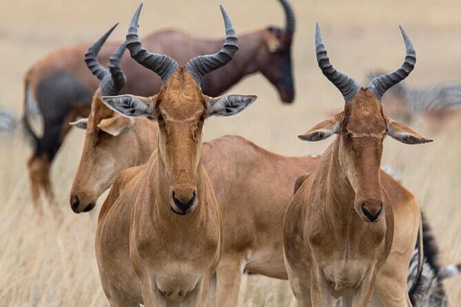 7-Day Private midrange Tour in Arusha with Airport Pickup - Ngorongoro early morning plus a lodge night: the pacing shift