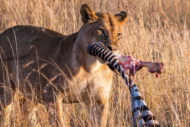7-Day Private midrange Tour in Arusha with Airport Pickup - Inside the Ngorongoro crater: 600 meters down and a predator-rich stage