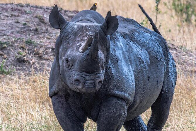 7-Day Private midrange Tour in Arusha with Airport Pickup - Lake Manyara: flamingos, hippos, and why season changes everything