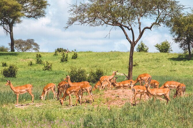 7-Day Tanzania Odyssey Safari- High End Tour - A Safari Built Around Motion, Not Just Sightseeing