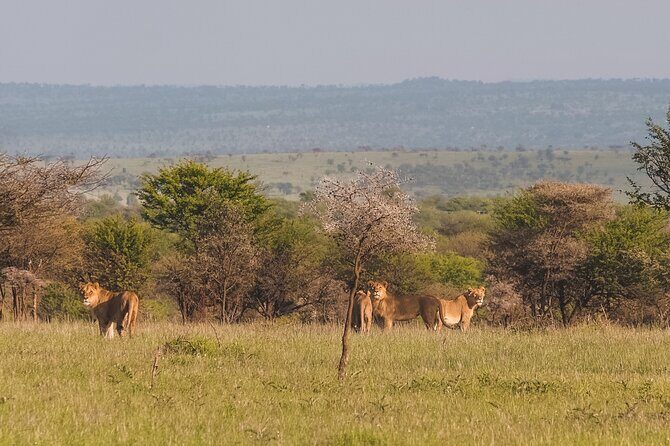 7-Day Tanzania Odyssey Safari- High End Tour - Ngorongoro Crater: A Concentrated World for Black Rhino and Predators
