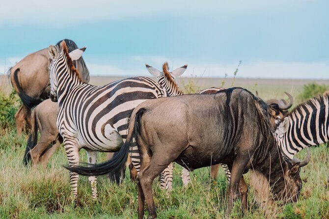 7-Day Tanzania Odyssey Safari- High End Tour - Day 7: Kogatende Airstrip to Arusha, Then Kilimanjaro Airport