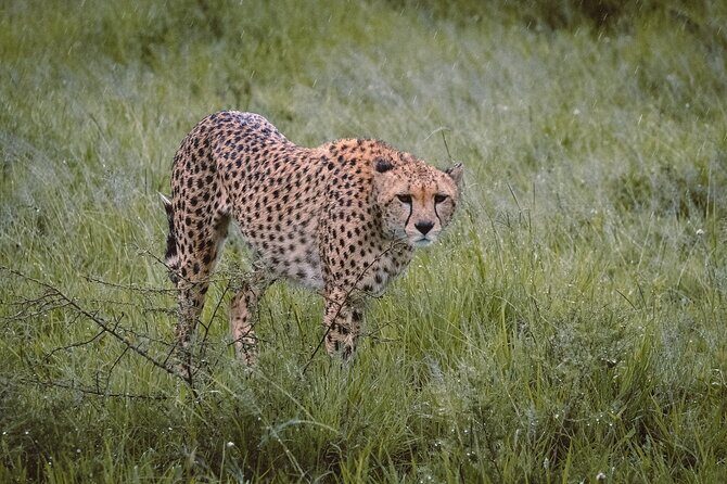 7-Day Tanzania Odyssey Safari- High End Tour - Tarangire National Park: Elephants, Baobabs, and the Tree-Climbing Lion Factor