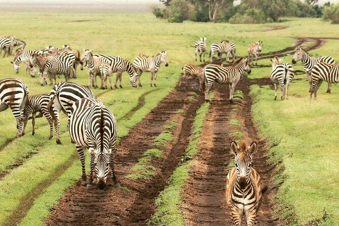 7 days great migration safari - Day 6 Into Ngorongoro Crater: Big Five searching and black rhino chances