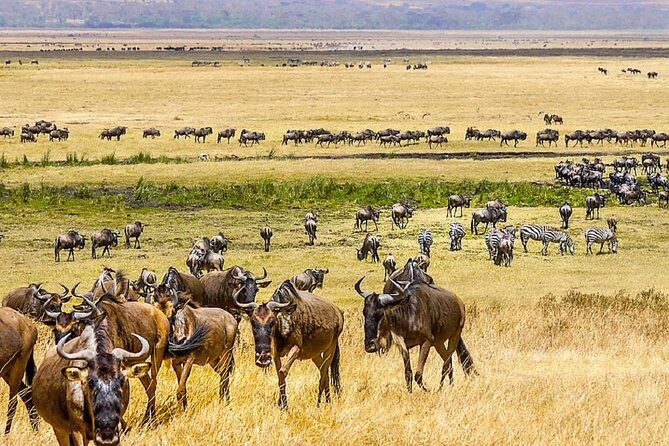 7 days great migration safari - Guide Quality That Shows in the Details (Estomih, Isaac, Simon, Christian, and more)