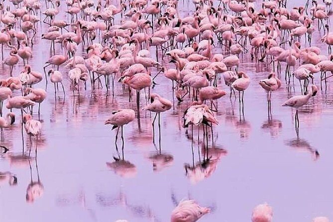 7 days great migration safari - Day 1 to Lake Natron: Rift Valley Escarpment views and flamingos on pink shores
