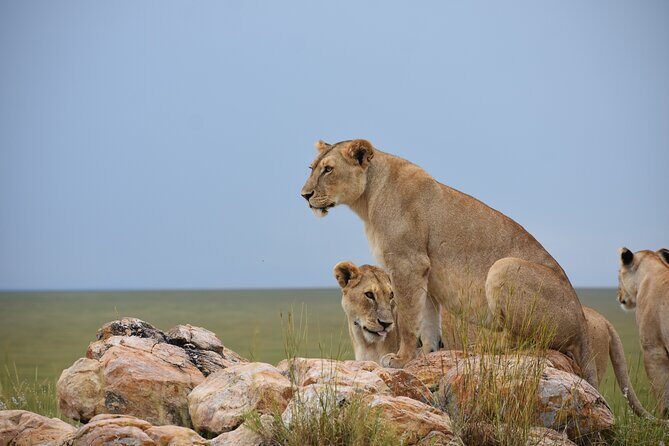 7 Days Highlight of Tanzania Mid-Range Standard - Key Highlights to Know Before You Go