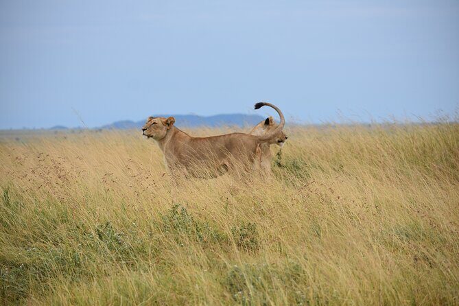 7 Days Highlight of Tanzania Mid-Range Standard - Ngorongoro Crater Descent: Big Five Country on an Open Floor