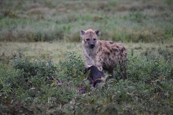 7 Days Highlight of Tanzania Mid-Range Standard - Lake Manyara’s Mix of Habitats: Birds, Hot Springs Country, and Tree-Climbing Lion Potential