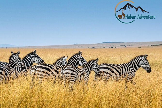 7 Days Safari. Serengeti, Tarangire, Lake Manyara & Ngorongoro Crater. - The 7-day route that hits the main wildlife targets