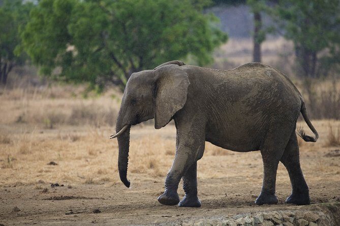 7 Days Safari. Serengeti, Tarangire, Lake Manyara & Ngorongoro Crater. - Day 5: back out toward the Ngorongoro Conservation Area for the crater lead-in