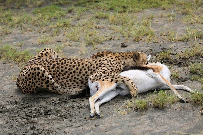 7 Days Safari. Serengeti, Tarangire, Lake Manyara & Ngorongoro Crater. - Day 7: Lake Manyara for birds and the tree-climbing-lion chance