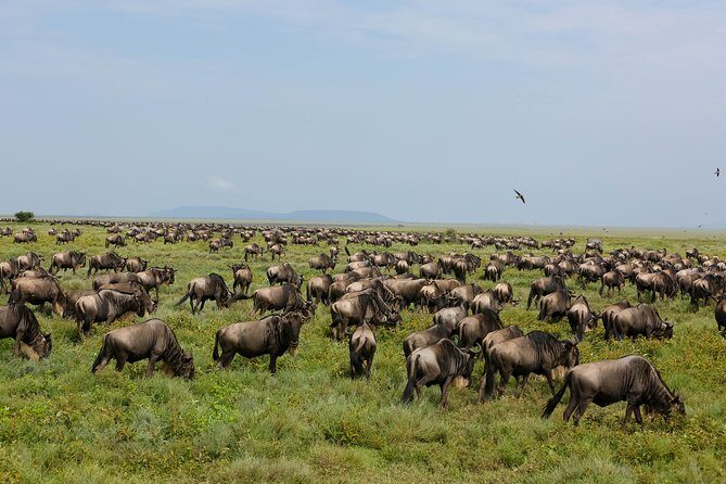 7 Days Safari. Serengeti, Tarangire, Lake Manyara & Ngorongoro Crater. - Comfort and logistics that actually matter in a safari