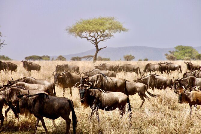 8-Day Essence of Tanzania Safari - Luxury - Arusha to Tarangire: elephants, birds, and a quieter safari