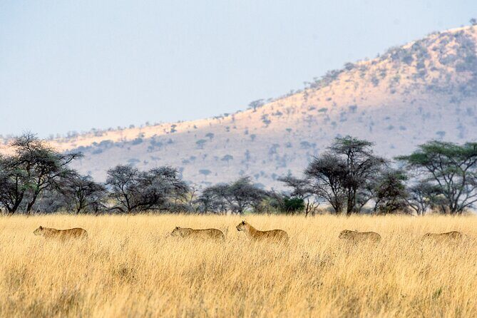 8-Day Essence of Tanzania Safari - Luxury - Olduvai Gorge and Serengeti: predator density with real viewing time