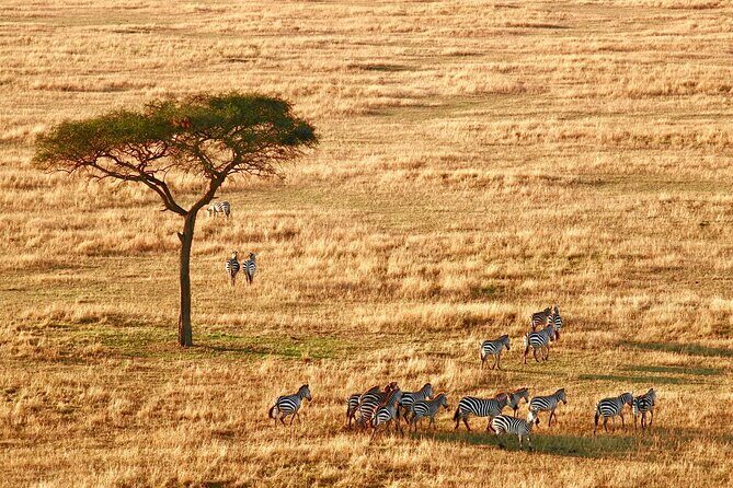 8-Day Essence of Tanzania Safari - Luxury - Serengeti to Ngorongoro rim: Maasai village visit and crater anticipation