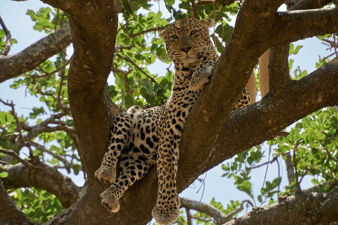 8-Day Essence of Tanzania Safari - Luxury - Lake Manyara: tree-climbing lions and the birding day