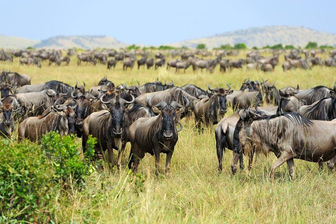 8 Day Spectacular Migration Serengeti mid -Range Tanzania Safari - Starting in Arusha: Pickup, Setup, and a Calm First Night