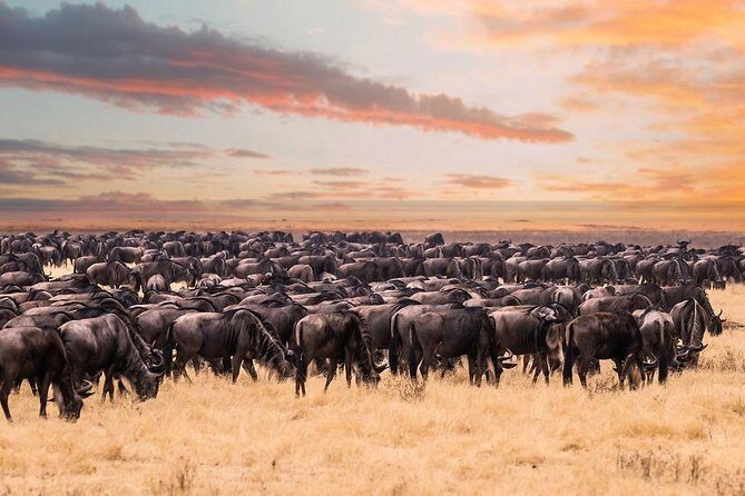 8 Day Spectacular Migration Serengeti mid -Range Tanzania Safari - Serengeti South: Open Plains, Predators, and the Big-Game Rhythm