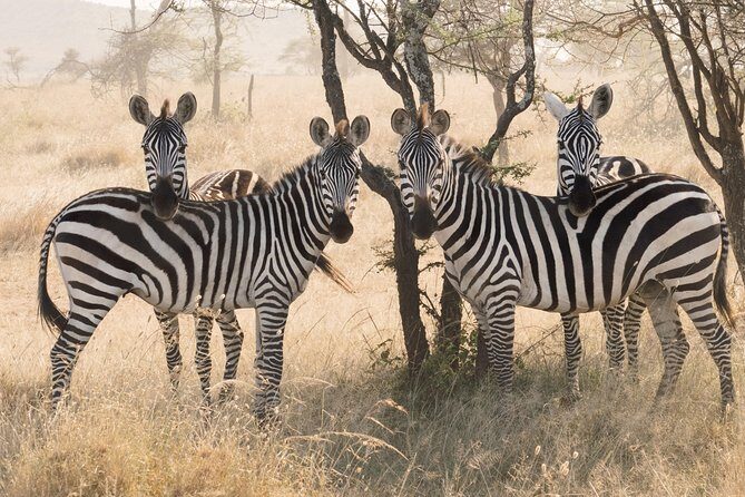 8 Day Spectacular Migration Serengeti mid -Range Tanzania Safari - Ngorongoro Crater: The Volcano World You Drive Into