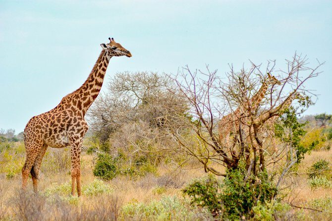 8 Day Spectacular Migration Serengeti mid -Range Tanzania Safari - Lake Manyara Finale: Birds, Rift Views, and a Smaller Park Feeling