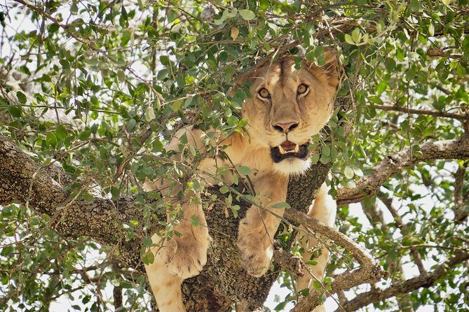 8 Day Spectacular Migration Serengeti mid -Range Tanzania Safari - Price and Value: What $4,257 Gets You (and Where You Still Need to Plan)