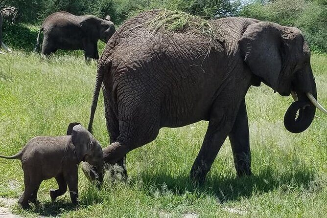 8 Days Great Wildebeest Calving Migration Safari from Arusha - Timing the calving season around Arusha: what December to April changes