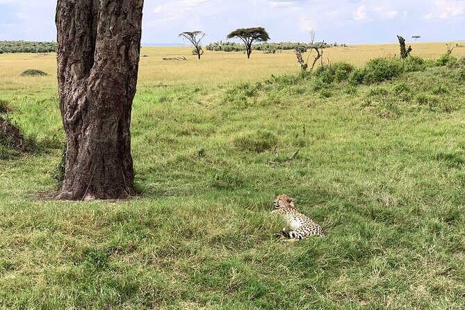 8 Days Great Wildebeest Calving Migration Safari from Arusha - Central Serengeti: following the migration trails after the calving rush