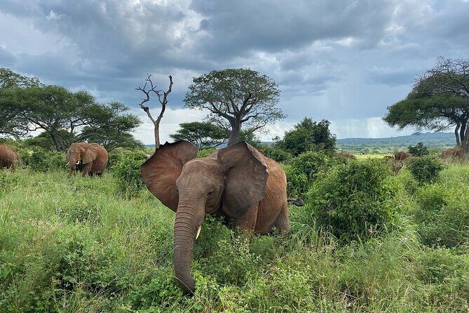8 Days Great Wildebeest Calving Migration Safari from Arusha - Mto Wa Mbu after safari: culture and a walking window