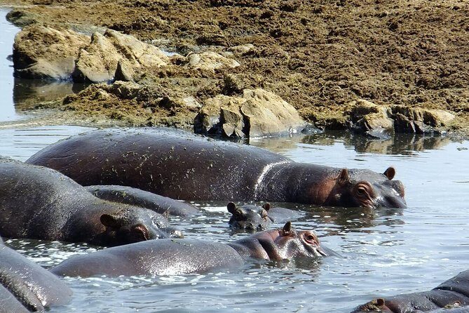 8 Days Great Wildebeest Migration - Mara River Crossing - Wildebeest Crossing Dreams: what this 8-day circuit really delivers