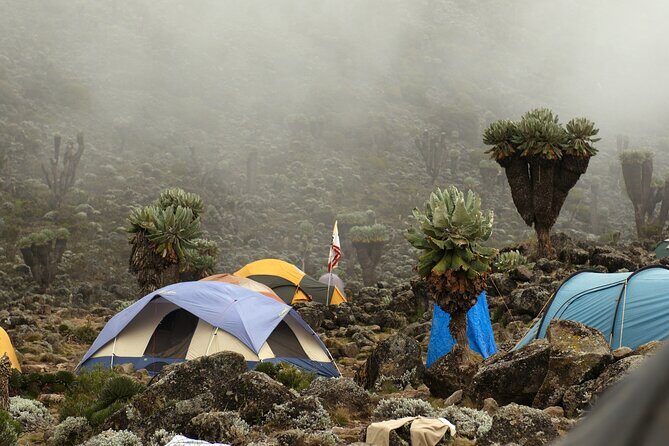 8 Days Mountain Kilimanjaro Lemosho Route - Midnight to Uhuru Peak: The Summit Day and Stella Point Sunrise