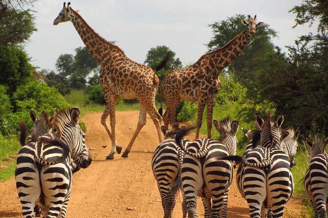 9-Day Enchanting Tanzania Safari -High End All Inclusive - Kilimanjaro Arrival Day: Champagne Welcome and a Coffee-Plantation Lodge