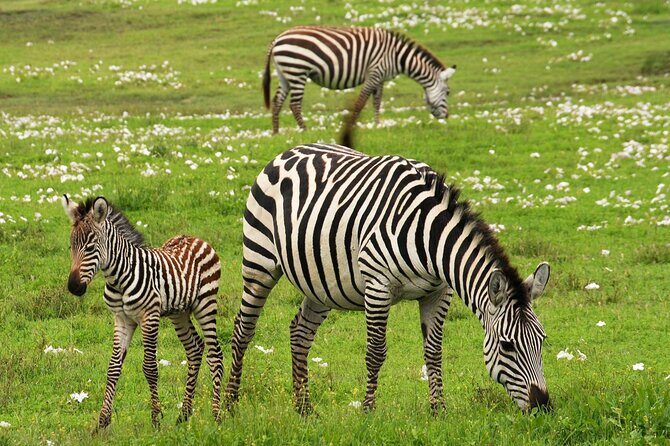 9-Day Enchanting Tanzania Safari -High End All Inclusive - Tarangire’s Quiet Tracks: Elephants, Birds, and a More Relaxed Pace