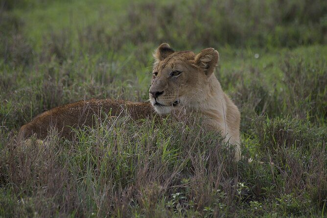 9-Day Enchanting Tanzania Safari -High End All Inclusive - Lake Manyara: Game Drive Plus Canopy Walk, With Tree-Climbing Lions as the Goal