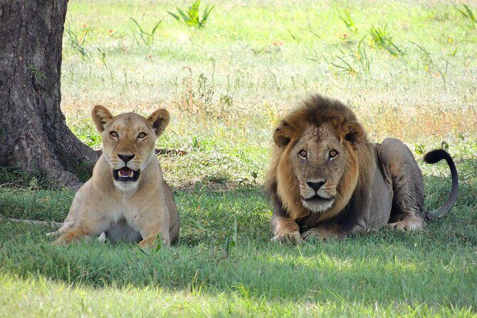 9-Day Enchanting Tanzania Safari -High End All Inclusive - Serengeti Transition: Crater Rim Walk and Then Evening Game Drive Into Seronera