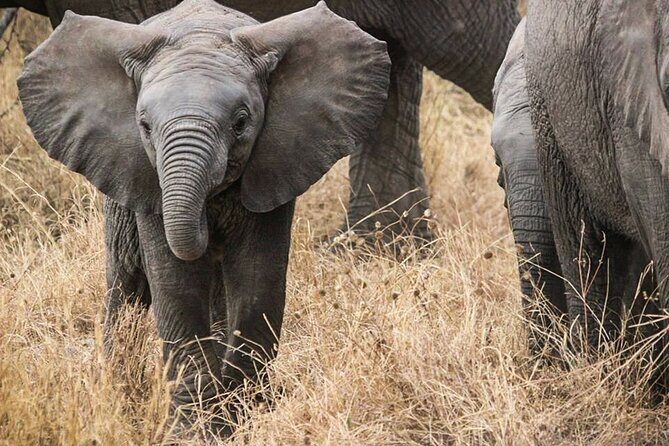 9-Day Enchanting Tanzania Safari -High End All Inclusive - Serengeti at Night and the Real Skill Behind Finding Predators