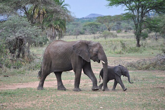 9-Day Enchanting Tanzania Safari -High End All Inclusive - Arusha National Park Walking Safari and Hot Lunch by Momella Lake