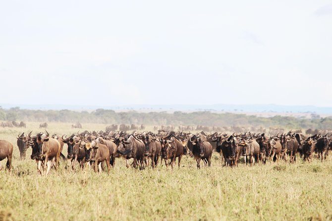 9-Day Serengeti Migration Footsteps Tanzania Safari - Arusha arrival: get settled, get oriented, then get going