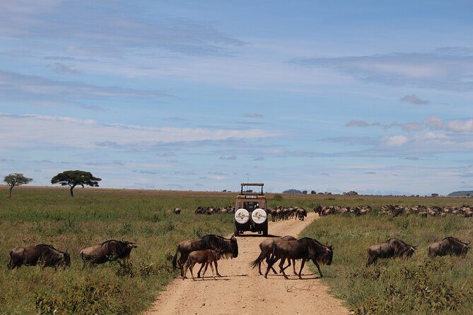 9-Day Serengeti Migration Footsteps Tanzania Safari - More Serengeti time: mix of predators and migration aftermath