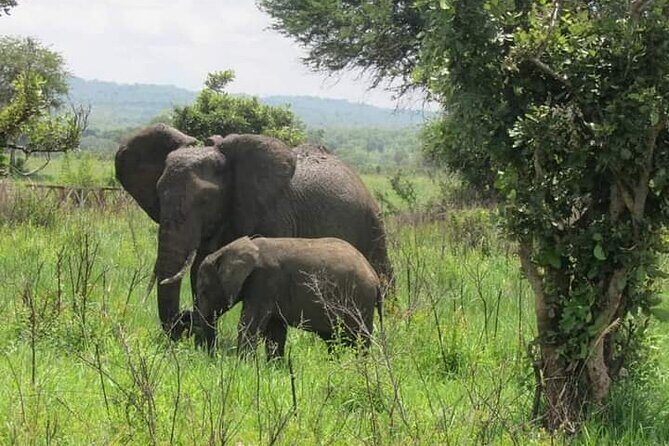 A Day Trip To Mikumi fly from Zanzibar - Price and Value: What $585 Covers, and What You Should Check