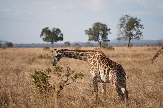 A Day Trip To Mikumi fly from Zanzibar - First Game Drive: Lions, Elephants, and the Animals That Don’t Wait
