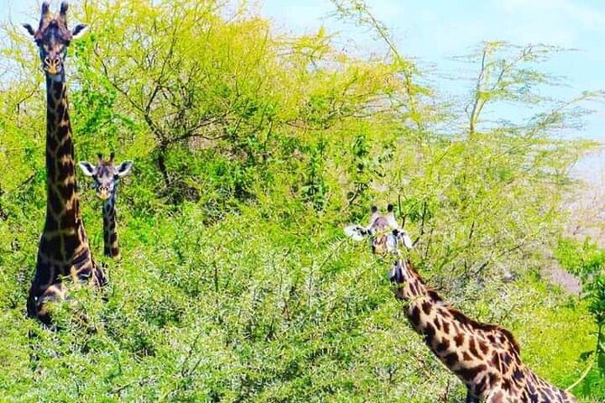 A Day Trip To Mikumi fly from Zanzibar - Lunch Inside Mikumi: A Break That Keeps the Day Working