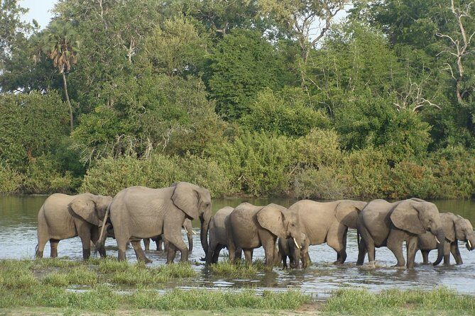 A Day Trip To Selous Fly From Zanzibar - The full 10.5-hour plan: what happens from departure to lunch to more driving