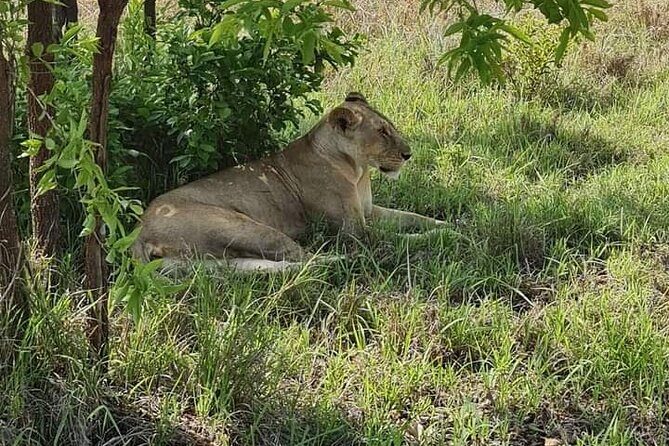 A Day Trip To Selous Fly From Zanzibar - Wildlife you can actually plan around (and the realistic odds)