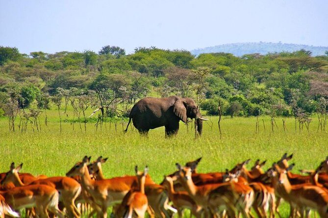 A Day Trip To Selous Fly From Zanzibar - Price and value: what $630.90 is buying you