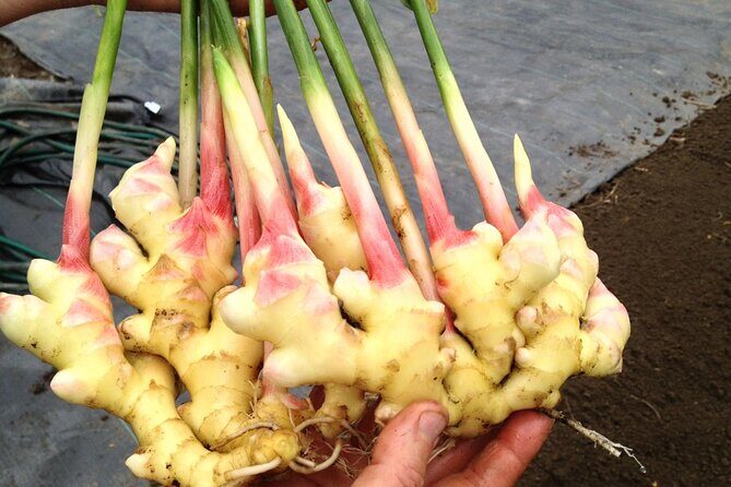 A Private Full Day Tour To Stone Town & Spice Farm - Getting there comfortably: pickup, air-conditioning, and private transport