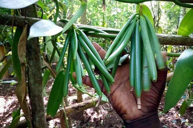 A Private Full Day Tour To Stone Town & Spice Farm - How $90 per person feels in real value